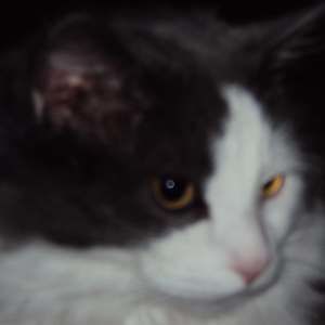 Meet your Posher, Sherri